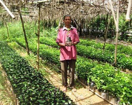 Timor Cooperativa Café - Image 4