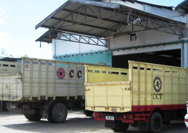 Timor Cooperativa Café - Image 7